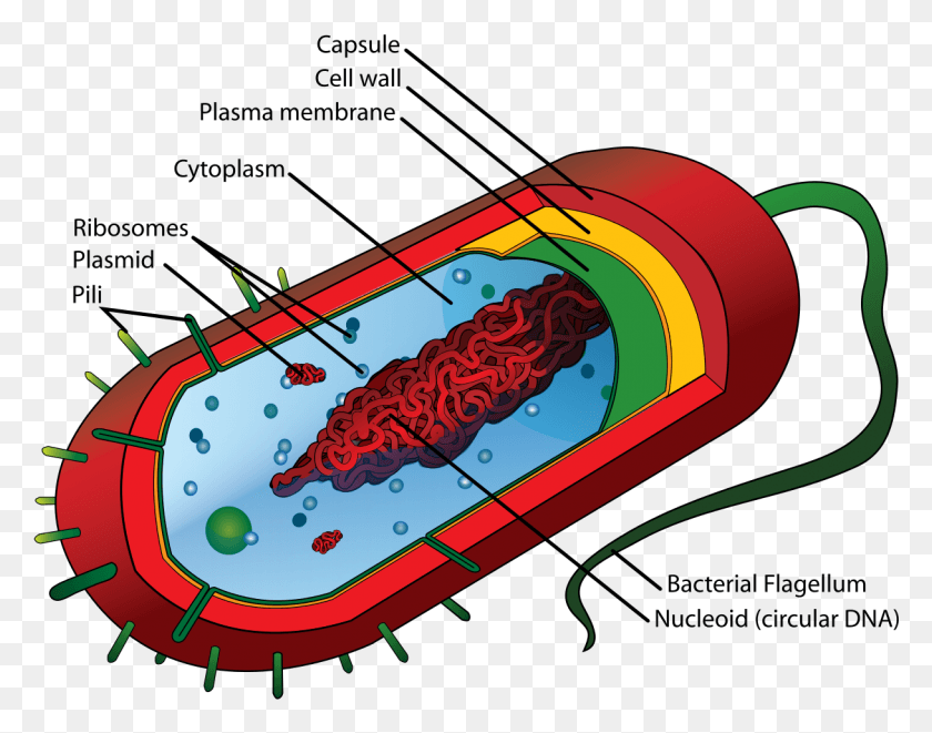 1217x938 Average Prokaryote Cell En Prokaryotic Cell Diagram, Bottle, Beverage, Drink HD PNG Download