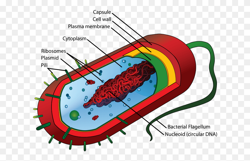625x482 Средняя Структура Клеток Прокариот И Бактерий, Бутылка, Напиток, Напиток Hd Png Скачать