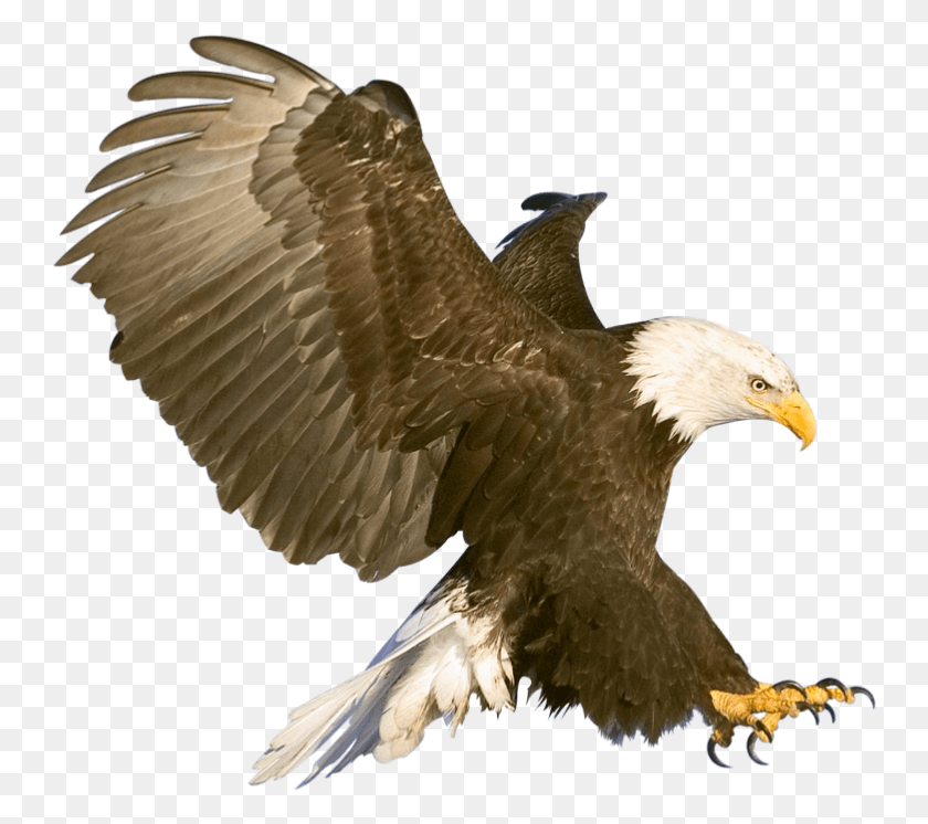 748x686 Aves, Bird, Animal, Eagle HD PNG Download
