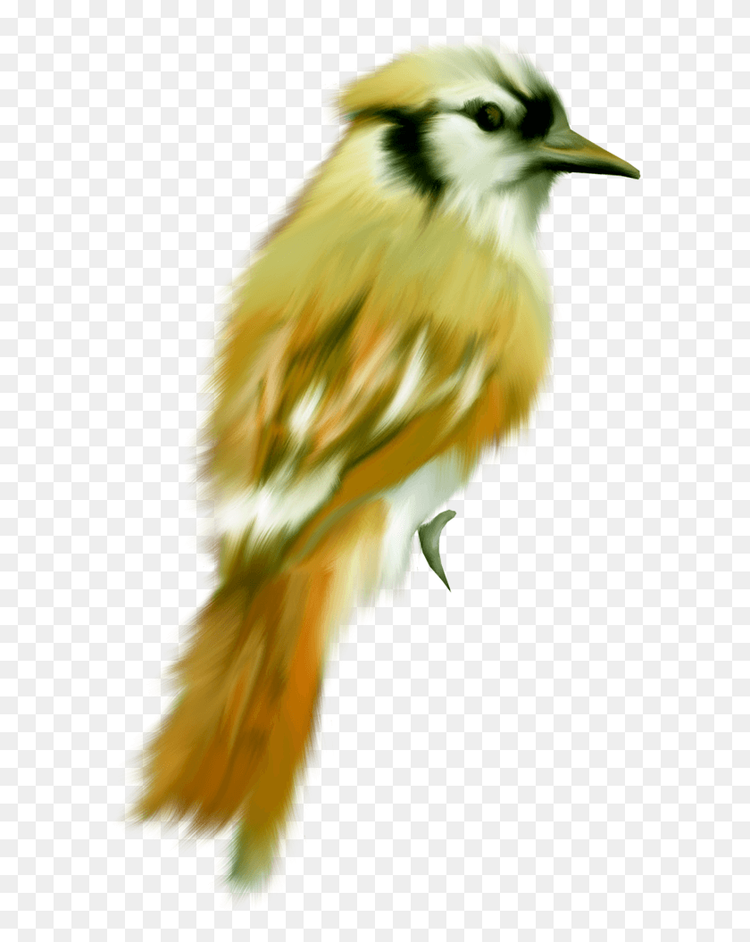 596x995 Aves, Bird, Animal, Canary HD PNG Download
