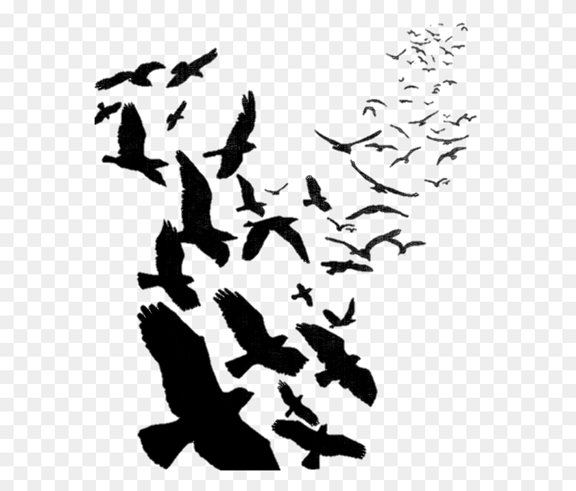 564x656 Aves Birds Pjaros Volar Fly Стая Ворон, Природа, На Открытом Воздухе, Ночь Hd Png Скачать