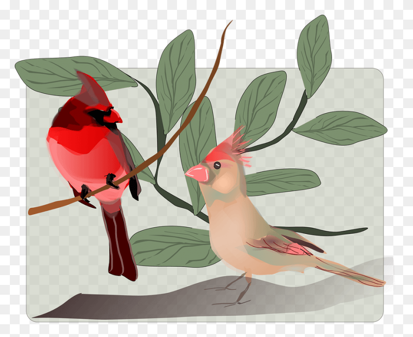 896x720 Aves Canto De Los Pjaros Aves Oscines Aves Canoras Get Well Soon Card Cards Of Birds, Bird, Animal, Cardinal Hd Png