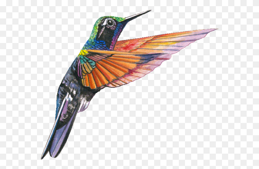 578x490 Aves Mesoamerican Hummingbird, Bird, Animal, Bee Eater HD PNG Download