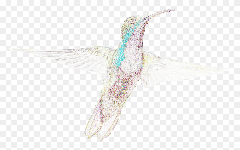 2460x1474 Aves Naturaleza Arte De La Computadora Pjaro Imaginacin Колибри, Птица, Животное Hd Png Скачать