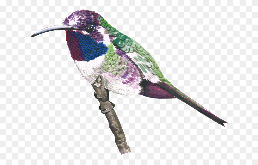 642x478 Aves Ruby Throated Hummingbird, Bird, Animal, Bee Eater HD PNG Download