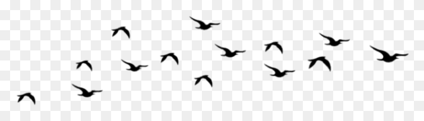 826x191 Aves Sticker Flock, Gray, World Of Warcraft HD PNG Download