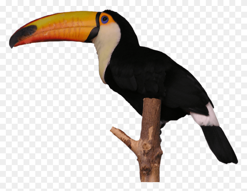 800x604 Aves Toucan Imagenes De Un Tucan Sin Fondo, Bird, Animal Hd Png