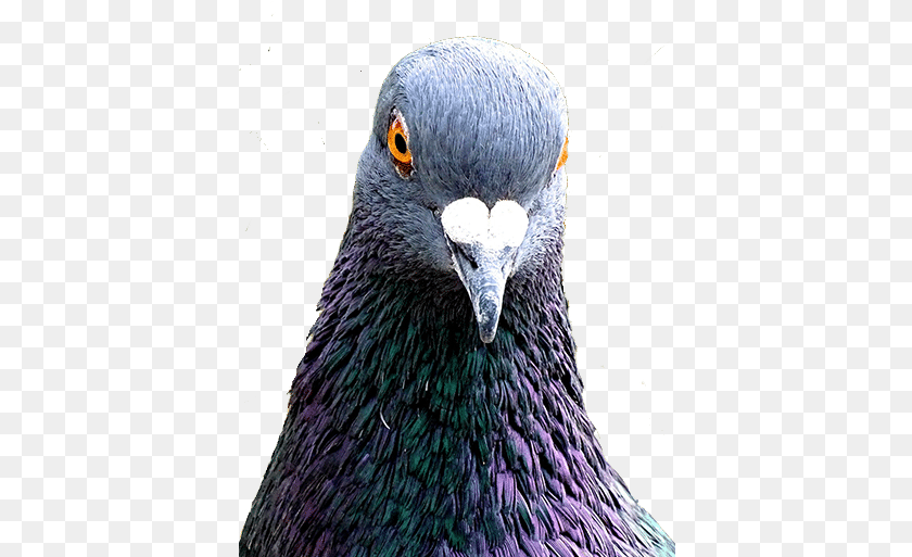 403x513 Avestus Group Bird Control London Division Rock Dove, Animal, Pigeon Transparent PNG