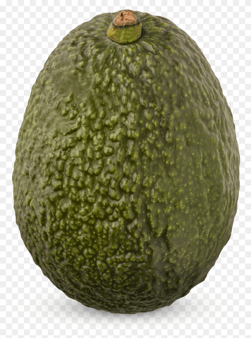 1031x1413 Avocados From Dominican Republic Avocado, Plant, Fruit, Food HD PNG Download