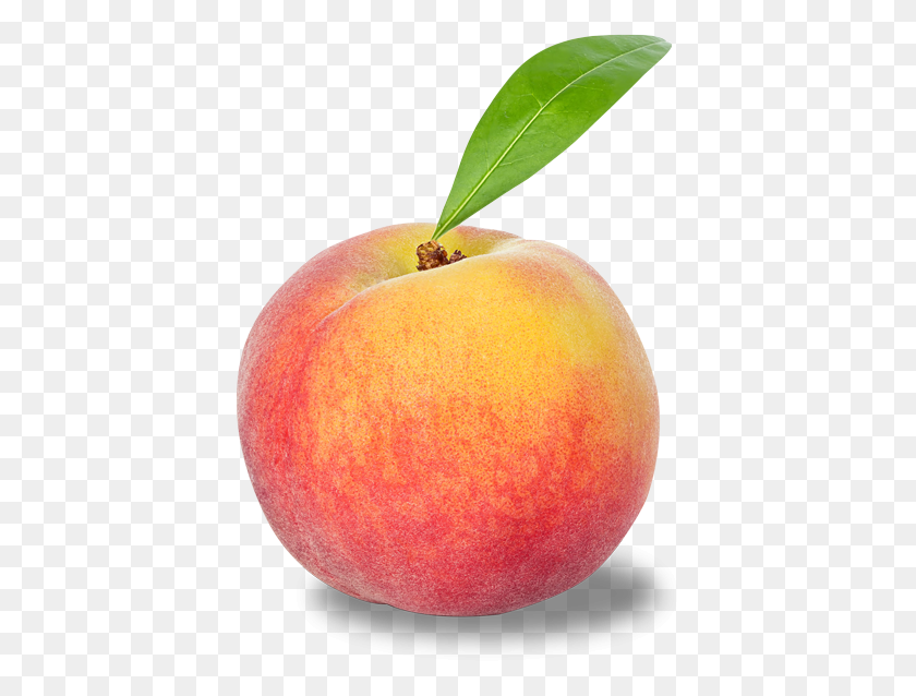 409x578 Avoid Excess Usage Of Peach Seeds As They May Have Nectarine, Plant, Fruit, Food HD PNG Download