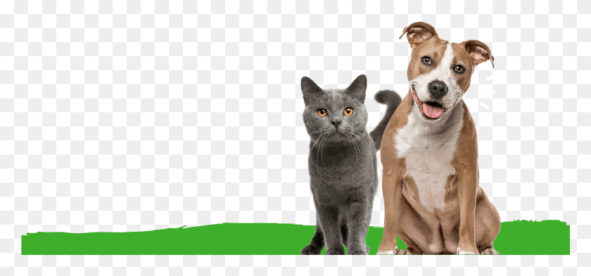 2001x855 Awesome Happy Awesome Healthywelcome To Weruva Grade 8 Month Old American Staffordshire Terrier, Pet, Animal, Manx HD PNG Download