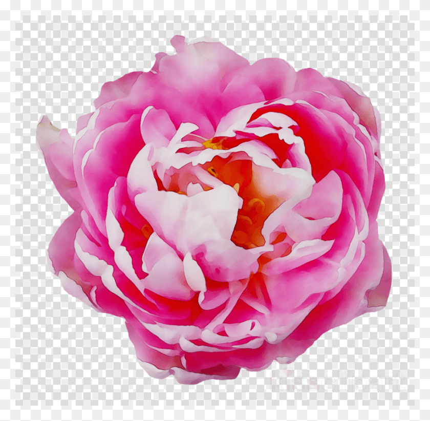 900x880 Awesome Rose Pink Flower Transparent Image Ampamp Rose, Flower, Plant, Blossom HD PNG Download