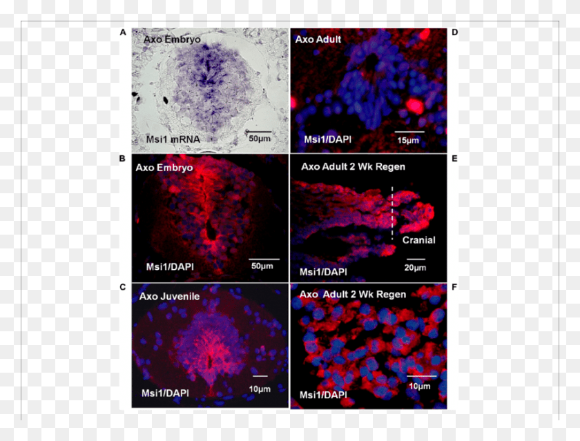 850x632 Axolotl Mrna Or Msi Antibody Red Tissue Localization Stem Cell Regions In Axolotl, Plot, Diagram, Purple HD PNG Download