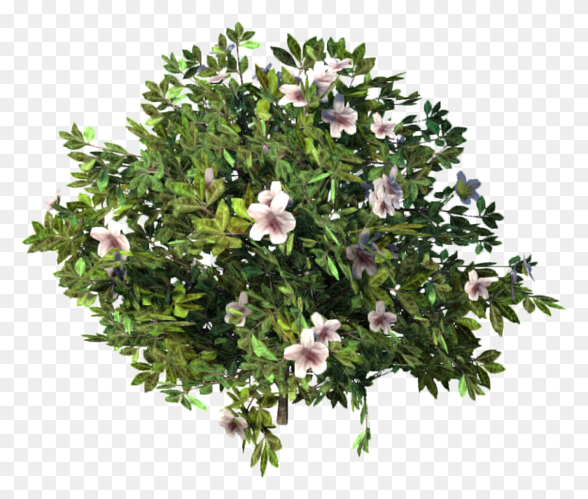 814x682 Азалия Азалия, Acanthaceae, Цветок, Растение Hd Png Скачать