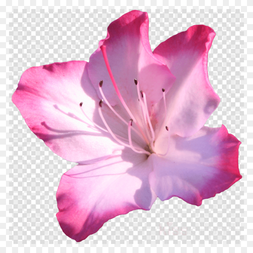 900x900 Цветок Азалии Цветок Азалии Розовые Цветы Цветок, Цветок Азалии, Цветок Png Скачать
