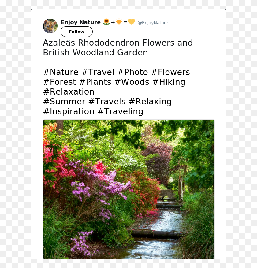 641x816 Азалии Рододендрон Цветы И Британский Лесной Сад Роза Глаука, На Открытом Воздухе, Природа, Растение Hd Png Скачать