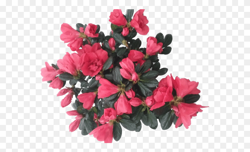 593x451 Azaleia Bougainvillea, Geranium, Flower, Plant HD PNG Download