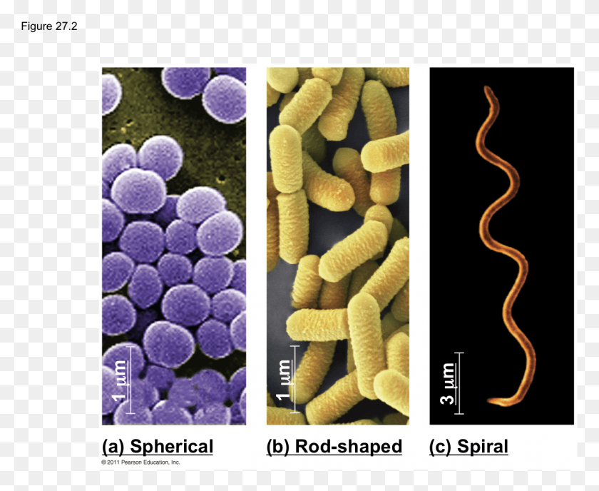 1245x1003 B Gram Stain Labeled Diagram Of Spiral Bacteria, Rug, Sweets, Food HD PNG Download
