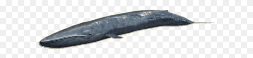 587x134 B L U E W H A L E Fish, Animal, Sea Life, Mammal HD PNG Download