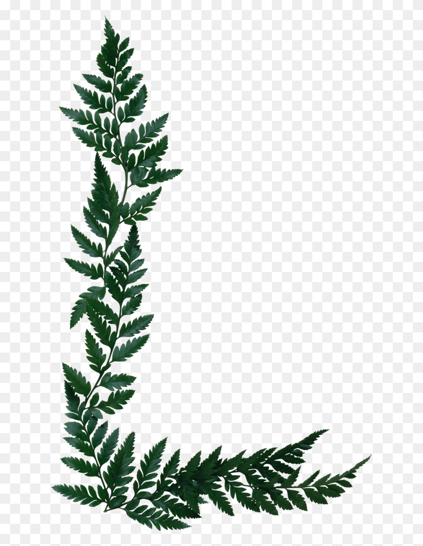 637x1024 B Naturaleza Папоротник Границы Картинки, Горшечное Растение, Растение, Ваза Hd Png Скачать