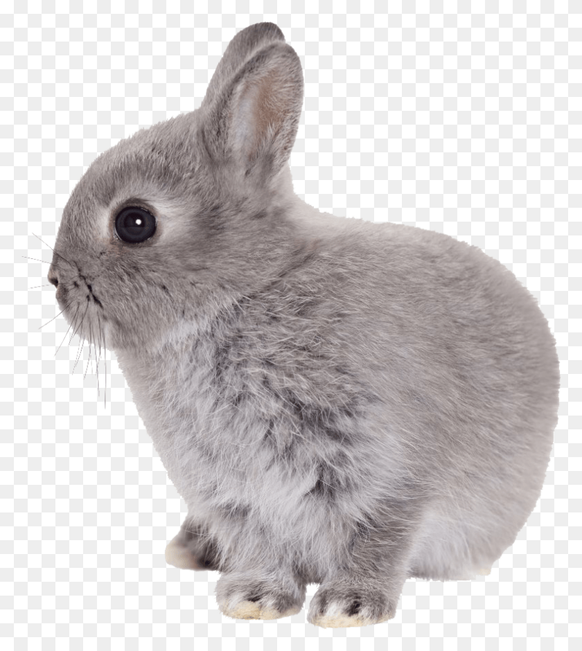 791x893 Babby Rabbit Baby Rabbit, Bird, Animal, Rodent HD PNG Download