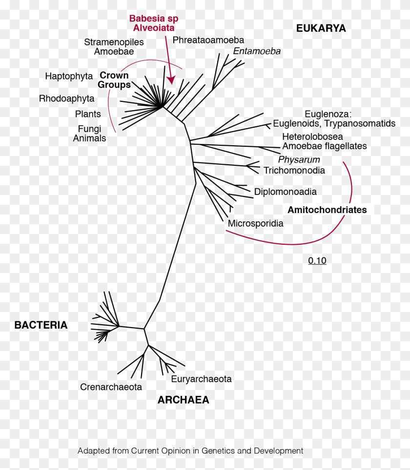 1464x1697 Babesia Life Tree Apicomplexa Tree Of Life Phylogeny, Plot, Diagram, Outdoors HD PNG Download