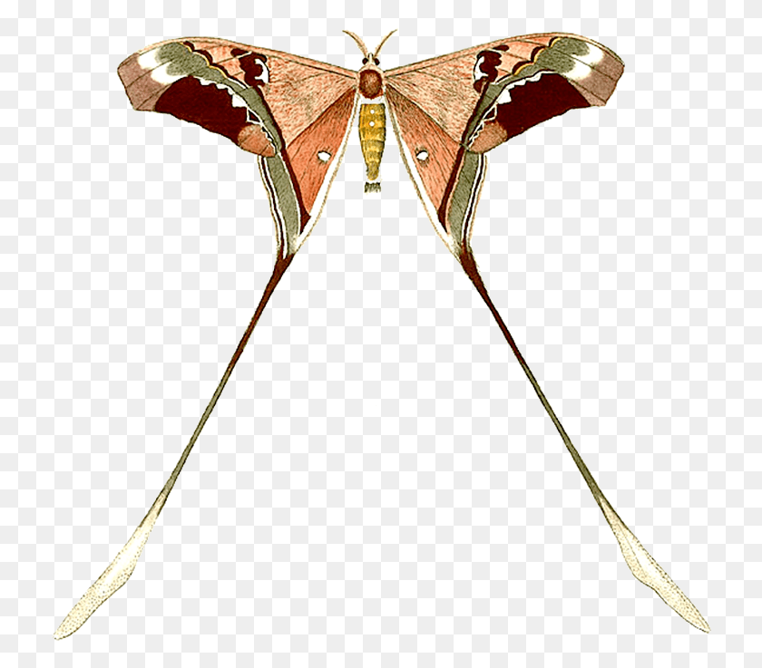 728x677 Descargar Png Babochki Klipart Starinnie Mariposas 14 Mariposa Cepillo Patas Mariposa, Arco, Insecto, Invertebrado Hd Png