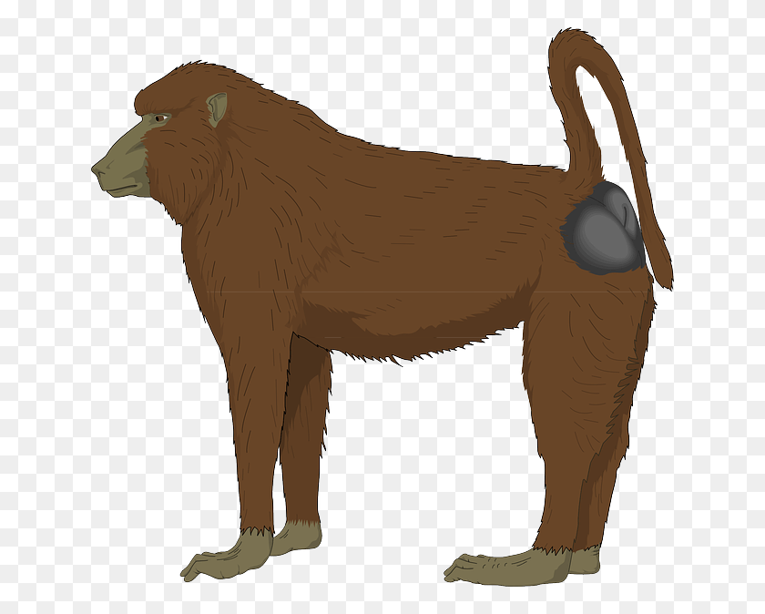 640x614 Baboon Clipart Realistic Baboon Clipart, Animal, Mammal, Wildlife HD PNG Download