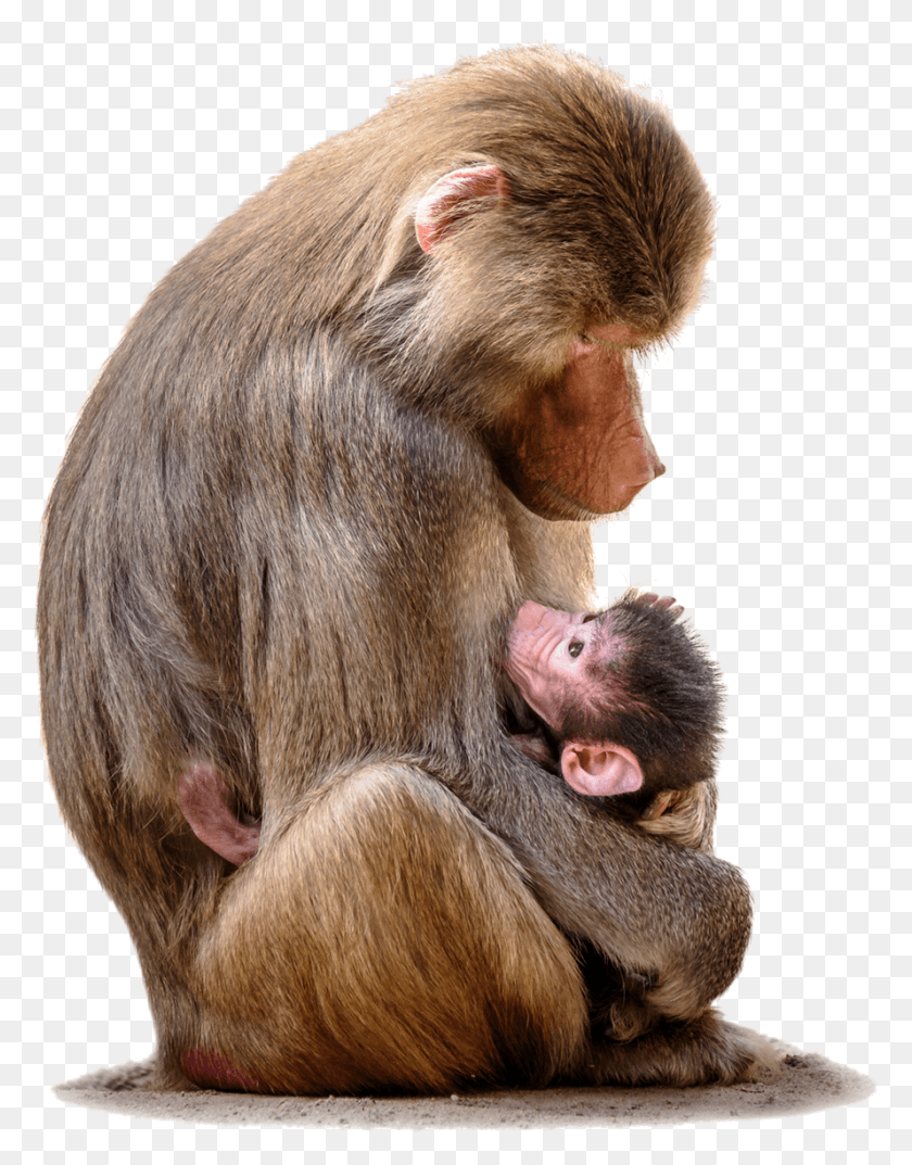 889x1155 Baboon With Baby File Pregnant Baboon, Monkey, Wildlife, Mammal HD PNG Download