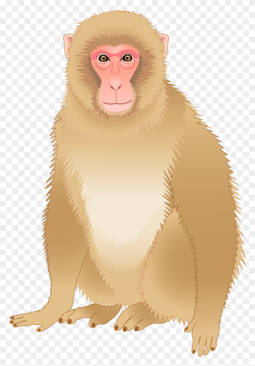 788x1156 Baboons Clip Art Japanese Macaque, Monkey, Wildlife, Mammal HD PNG Download