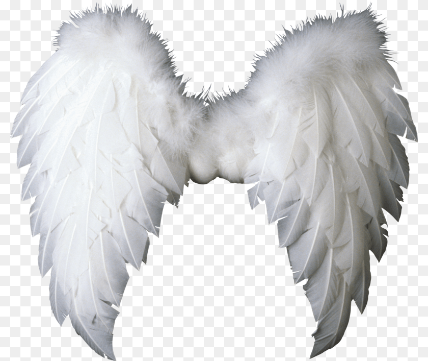 800x707 Baby Angel Wings, Animal, Bird, Vulture, Accessories Transparent PNG