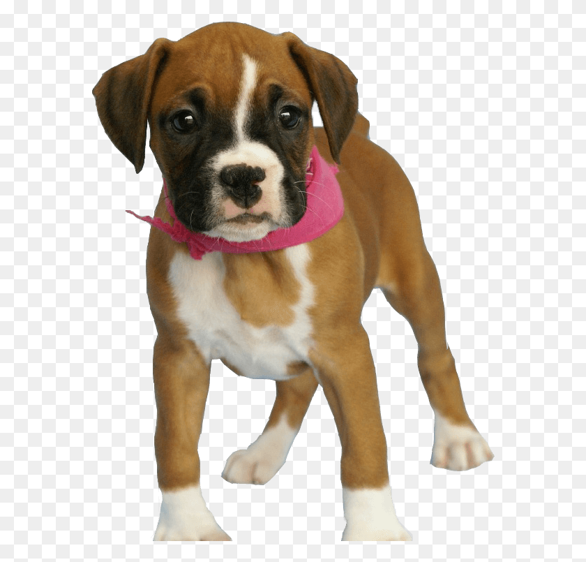 578x745 Baby Boxer, Dog, Pet, Canine HD PNG Download