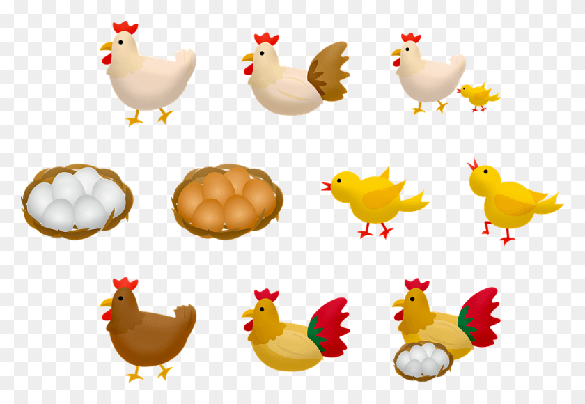 960x640 Цыпленок, Курица, Курица, Птица Hd Png Скачать