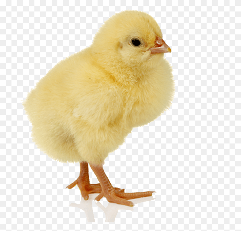 704x745 Baby Chicken Free Image Chick Transparent, Bird, Animal, Fowl HD PNG Download