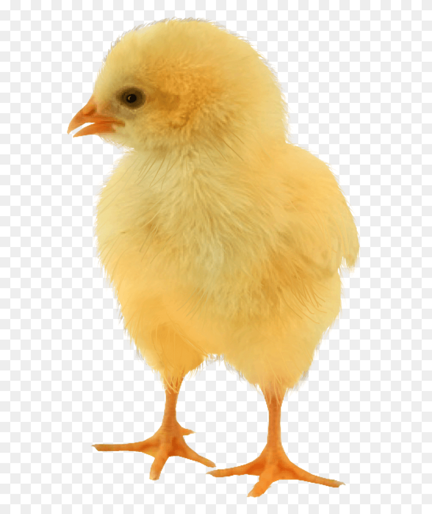 584x939 Baby Chicken Image Baby Chicken, Bird, Animal, Poultry HD PNG Download