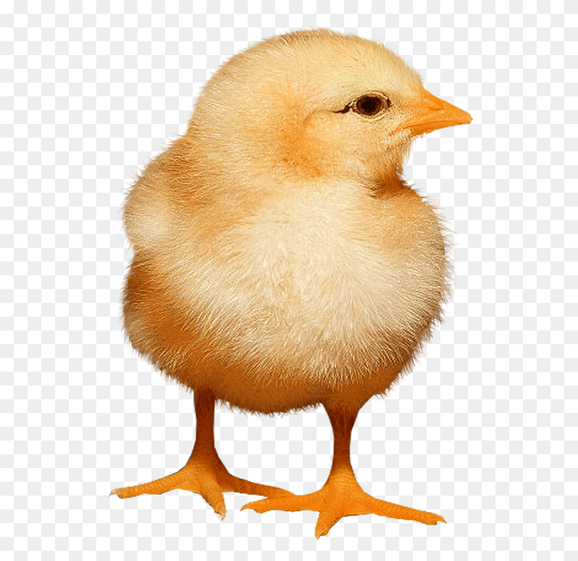 536x755 Png Курица, Курица, Птица, Курица, Курица Png Скачать