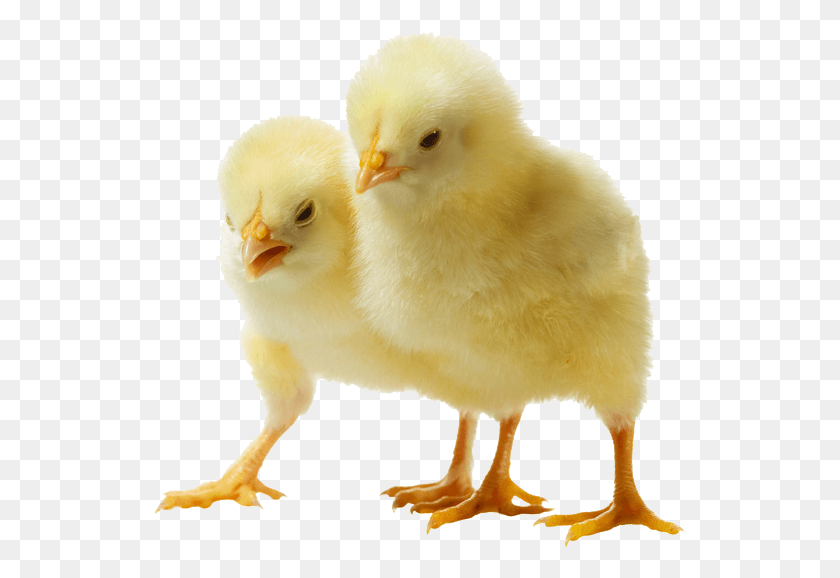 533x518 Baby Chicken Photo Baby Chicken, Poultry, Fowl, Bird HD PNG Download