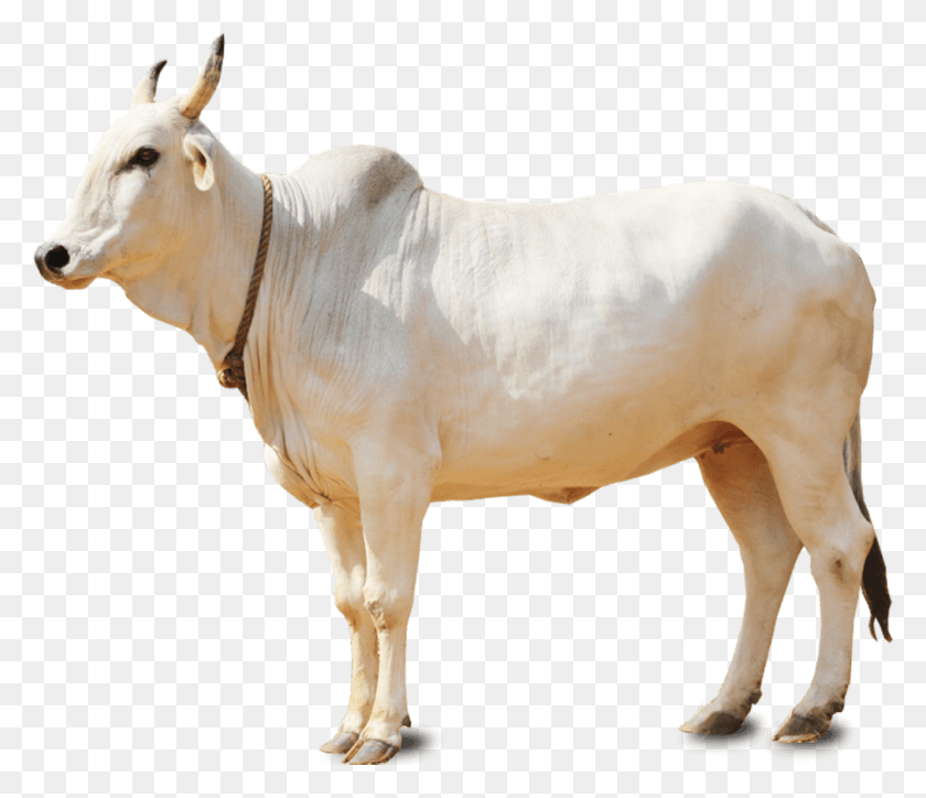 1010x860 Descargar Png / Vaca Bebé Vaca India, Toro, Mamífero, Animal