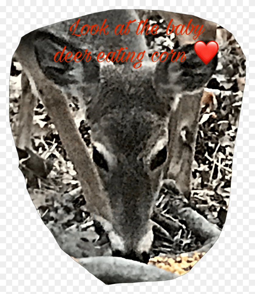 1332x1549 Baby Deer Sheep, Animal, Mammal, Wildlife HD PNG Download