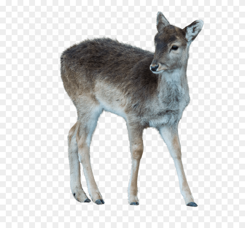 653x720 Baby Deer White Tailed Deer, Wildlife, Mammal, Animal HD PNG Download
