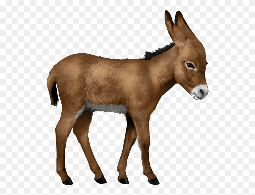 539x583 Маленький Осел Шетландские Пони С Ясным Фоном, Лошадь, Млекопитающее, Животное Hd Png Скачать