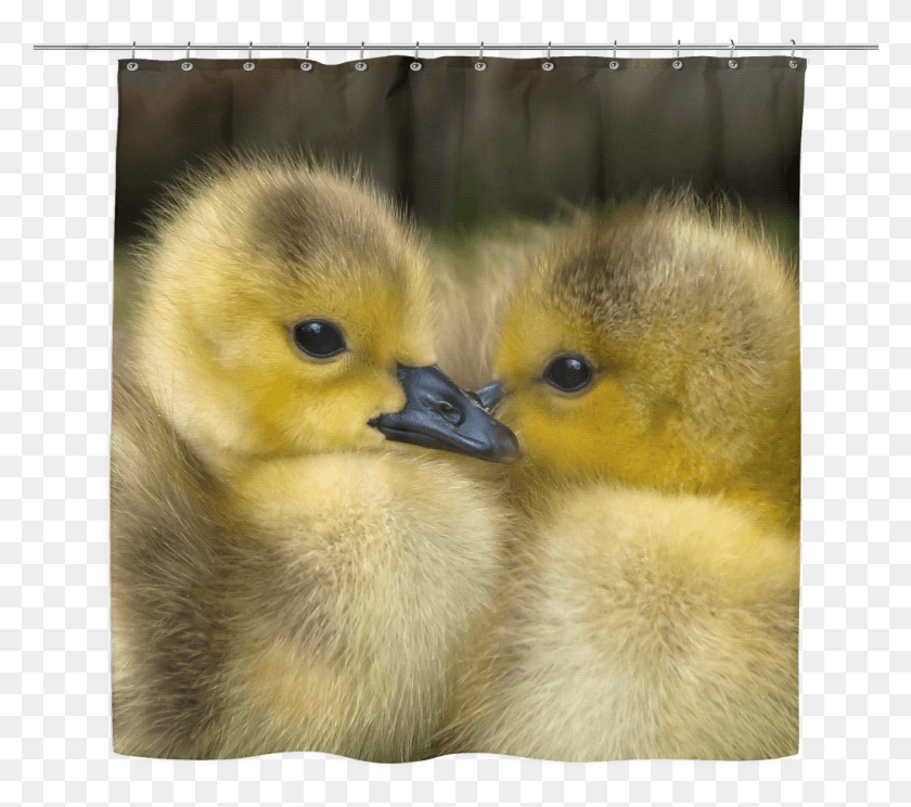 1025x899 Baby Ducks Shower Curtain Yellow Ducklings, Duck, Bird, Animal HD PNG Download