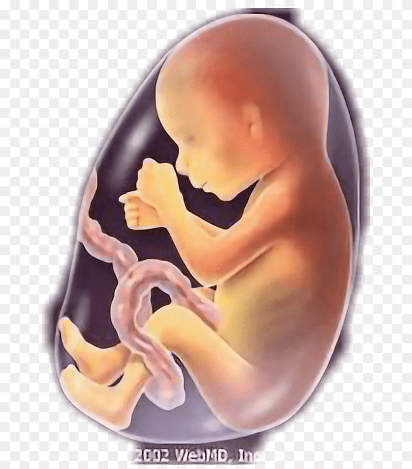 668x956 Baby Fetus Fetus5 Months Freetoedit Baby 5 Months Fetus, Person, Face, Head PNG