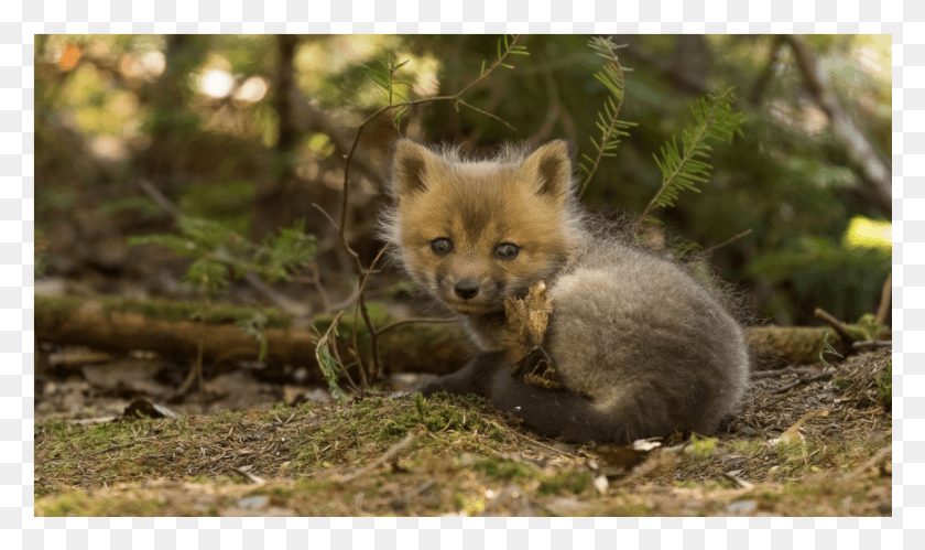 867x488 Baby Fox Wallpaper, Kit Fox, Canine, Wildlife HD PNG Download