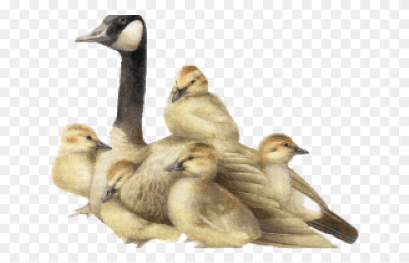 634x481 Baby Goose, Bird, Animal, Swan HD PNG Download