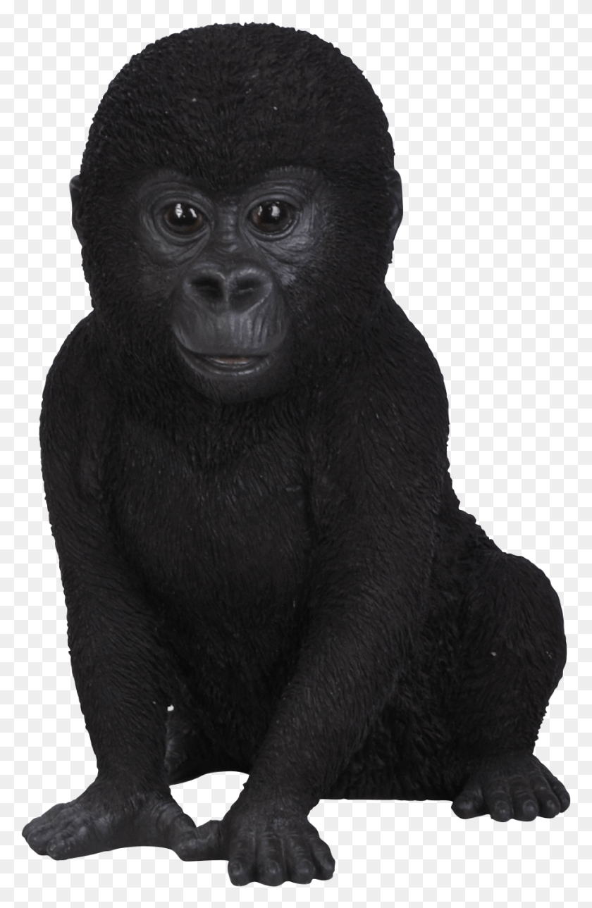 908x1431 Baby Gorilla White Background, Ape, Wildlife, Mammal HD PNG Download
