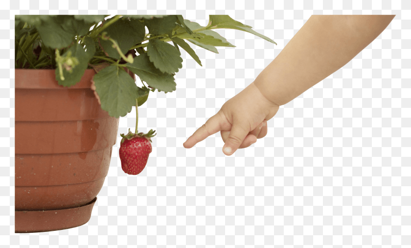 3383x1937 Baby Hand Pointing At Strawberry Infant HD PNG Download
