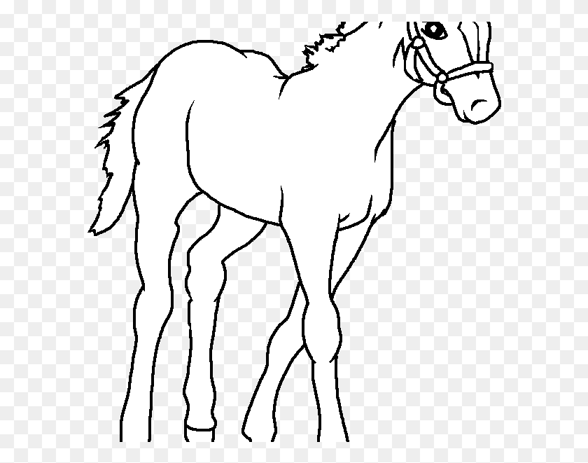 592x601 Baby Horse Crin, Colt Horse, Mamíferos, Animal Hd Png