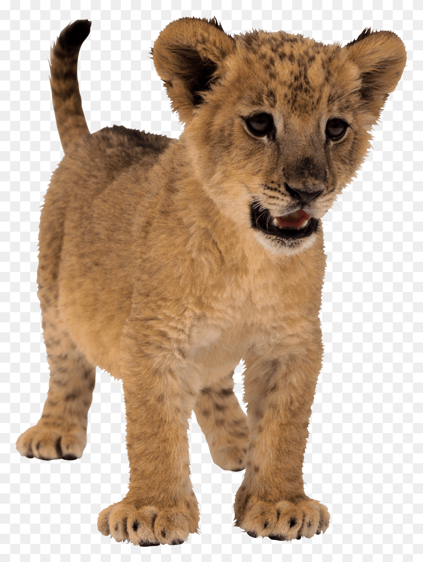 1702x2306 Baby Lion Image Wallpaper For Android Baby Lion Transparent Background, Wildlife, Mammal, Animal HD PNG Download