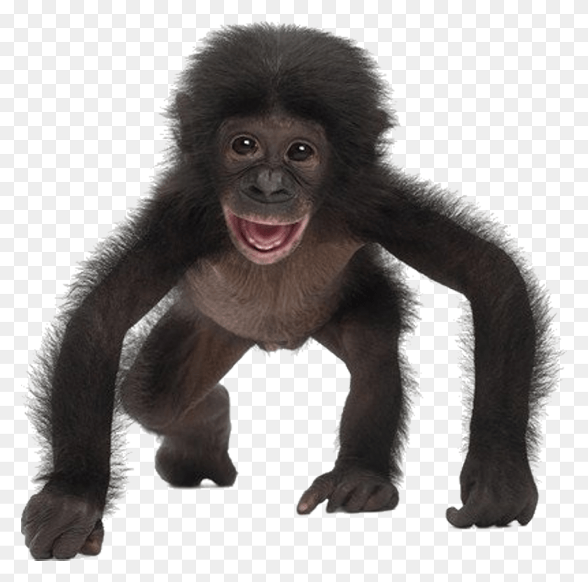 1024x1014 Baby Monkey Affe Auf Weiem Hintergrund, Ape, Wildlife, Mammal HD PNG Download